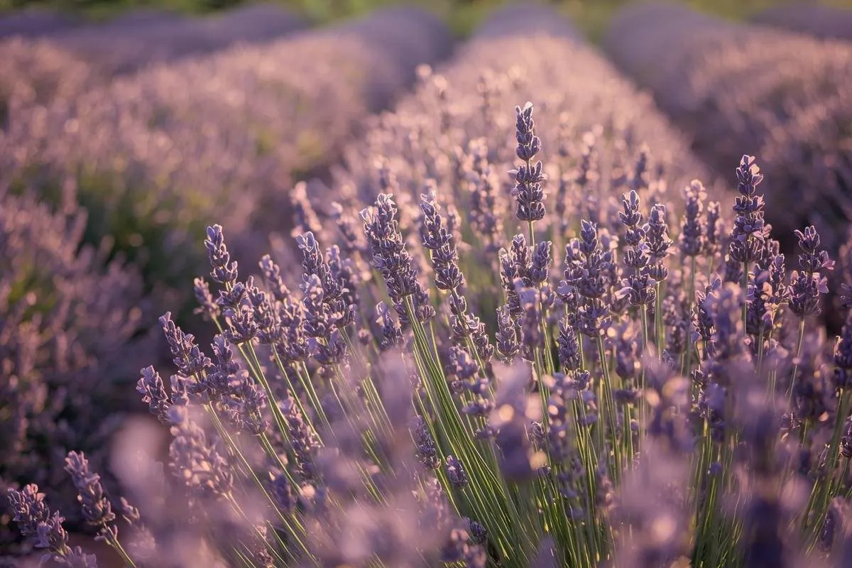 Lavender plants in bloom under sunlight
