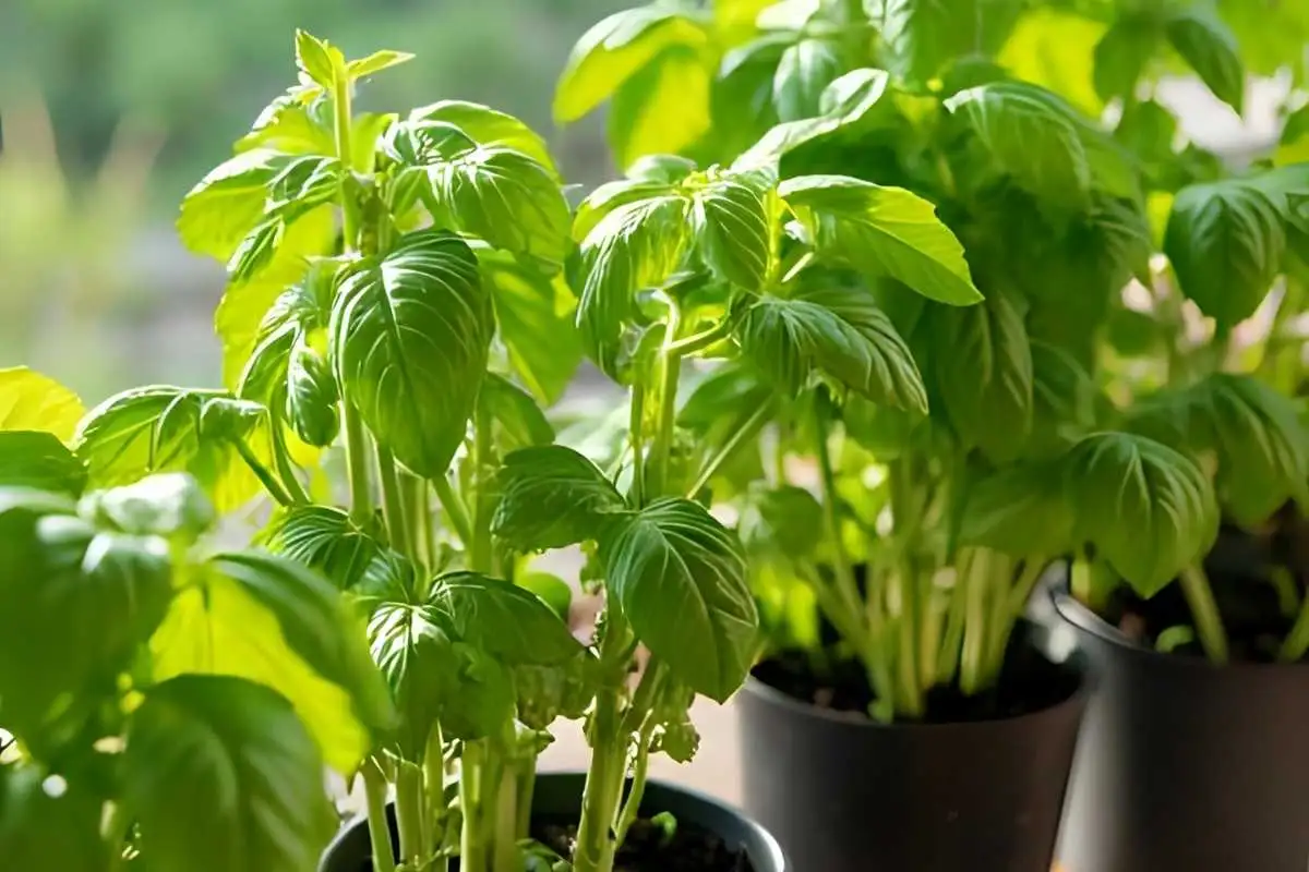 Herb garden close-up