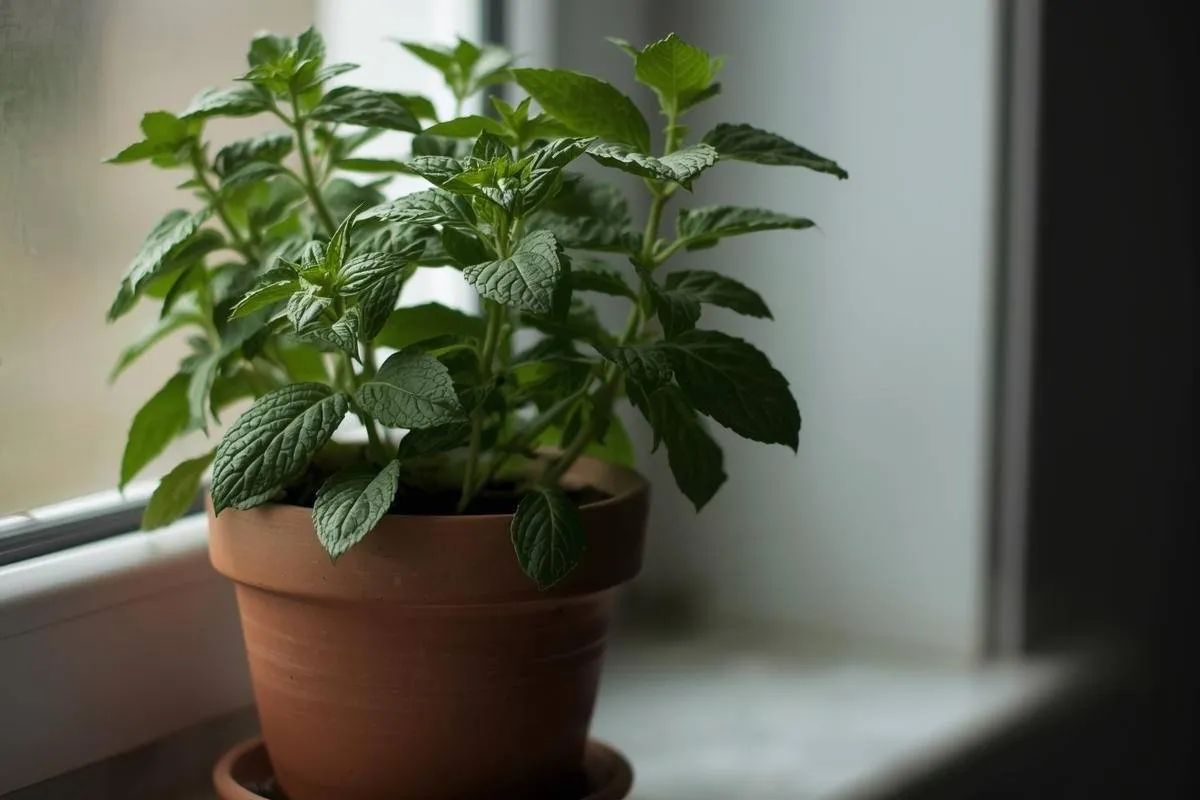 Mint plant thriving in low light kitchen window