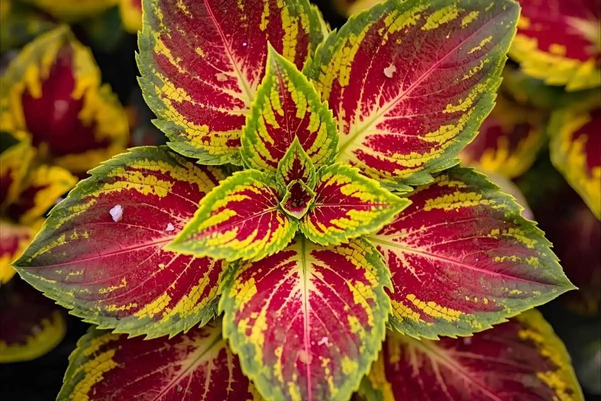 Colorful coleus leaves